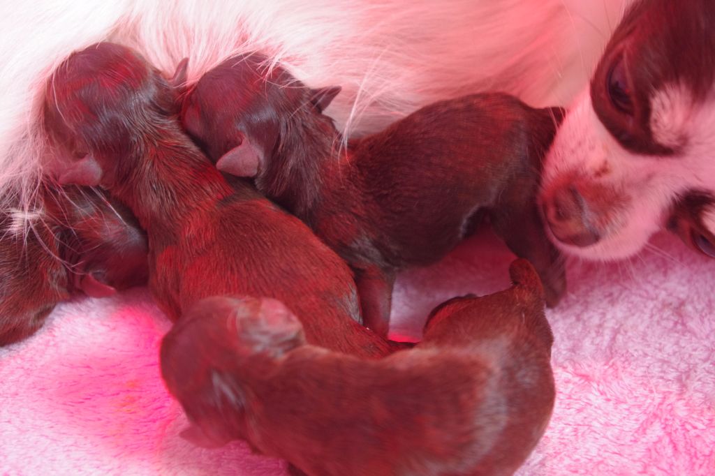 Des Plumes Du Quetzal - Indyana : 4 bébés pour sa première portée !